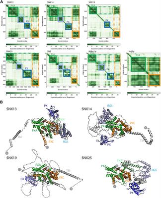 Structural Predictions of the SNX-RGS Proteins Suggest They Belong to a New Class of Lipid Transfer Proteins